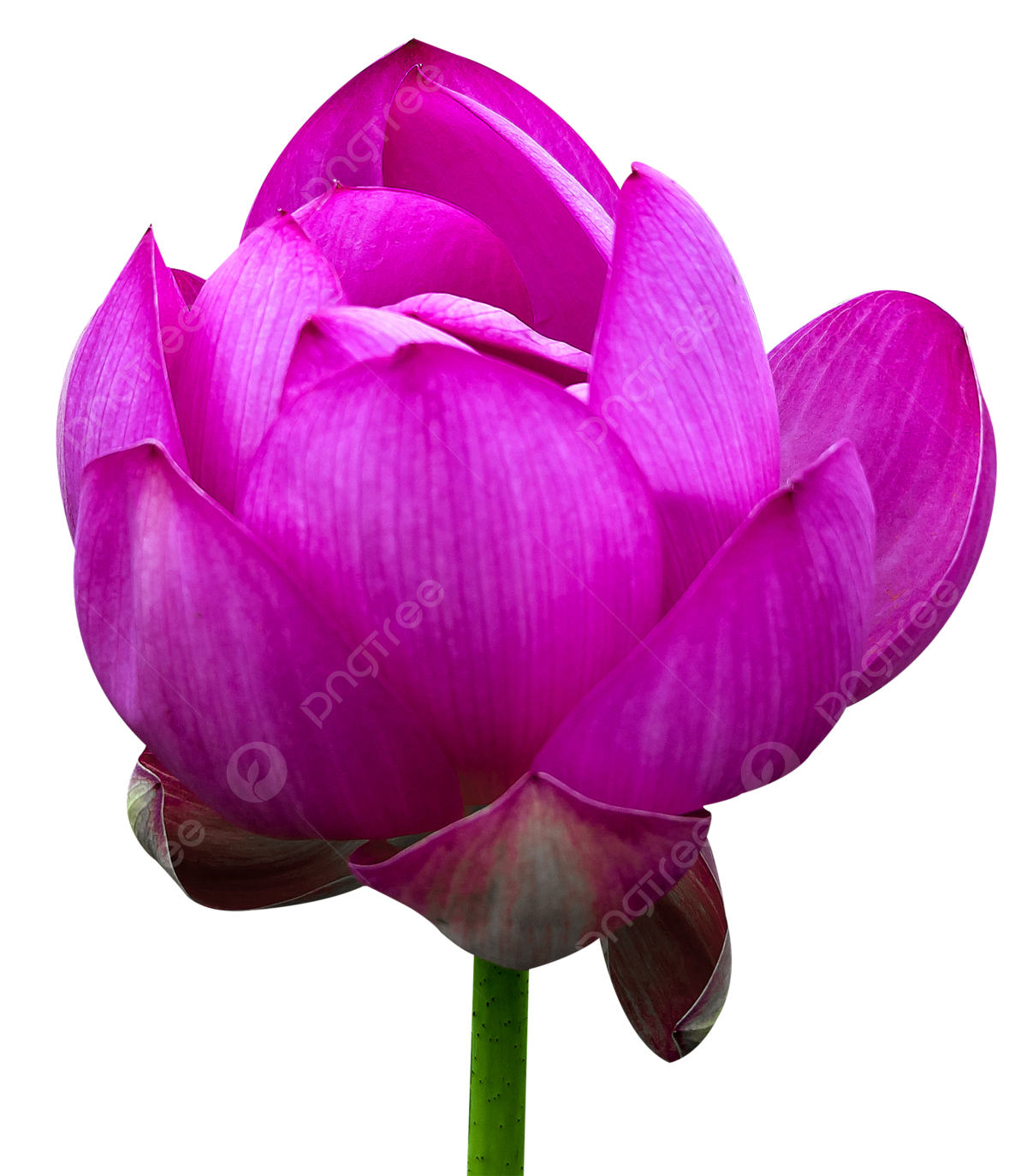 скачать loto club