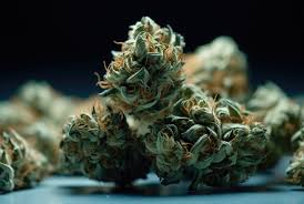 The Ultimate Guide to Weed Seeds BC Cultivating the Best Cannabis in British Columbia The Ultimate Guide to Weed Seeds BC Cultivating the Best Cannabis in British Columbia