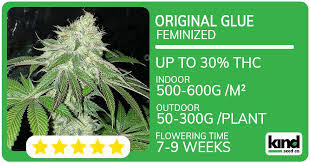 The Importance of Family Seed in Cannabis Cultivation
