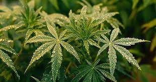 The Importance of Family Seed in Cannabis Cultivation