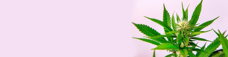 The Importance of Family Seed in Cannabis Cultivation